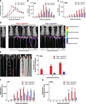 In and out: Leishmania metastasis by hijacking lymphatic system and migrating immune cells